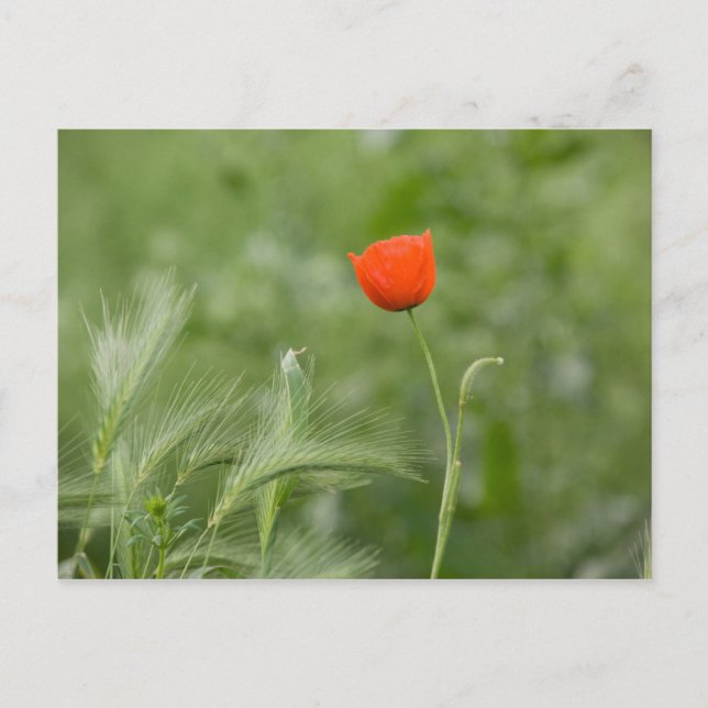 Postal Amapola (Anverso)