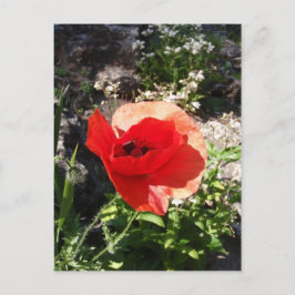 Postal Amapola roja