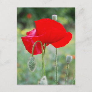Postal amapola roja