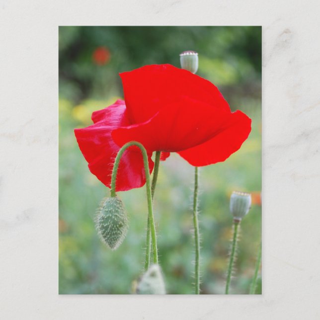 Postal amapola roja (Anverso)
