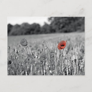 Postal amapola roja en un campo blanco y negro