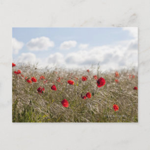 Postal Amapola roja, Picardía, Somme, Pont Remy