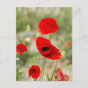 Postal Amapola roja silvestre