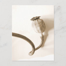 Postal amapola seca "papavero secco"