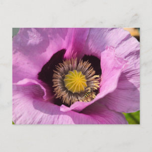Postal Amapola y un insecto