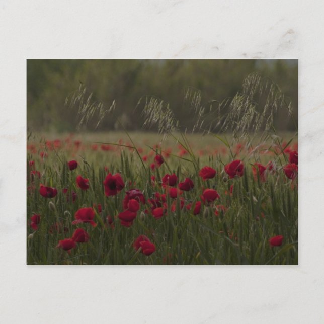 Postal Amapolas (Anverso)