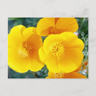 Postal amapolas amarillas de California en flores de plen