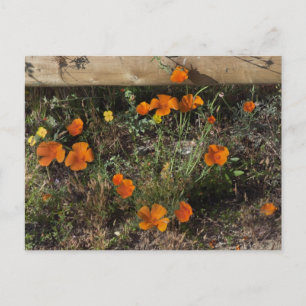 Postal Amapolas de California