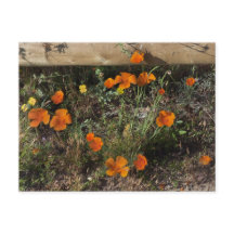 Amapolas de California