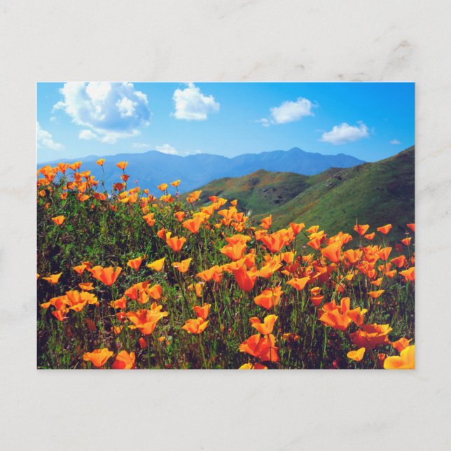 Postal Amapolas de California cubriendo una ladera (Anverso)