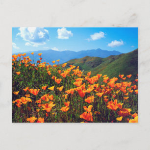 Postal Amapolas de California que cubren una ladera