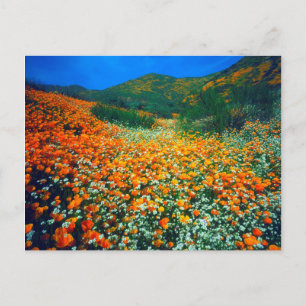 Postal Amapolas de California y flores silvestres de palo
