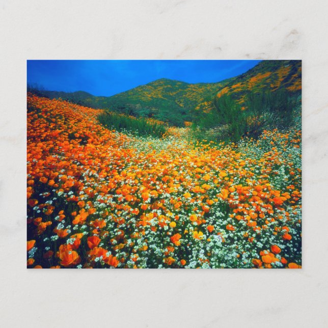 Postal Amapolas de California y flores silvestres de palo (Anverso)