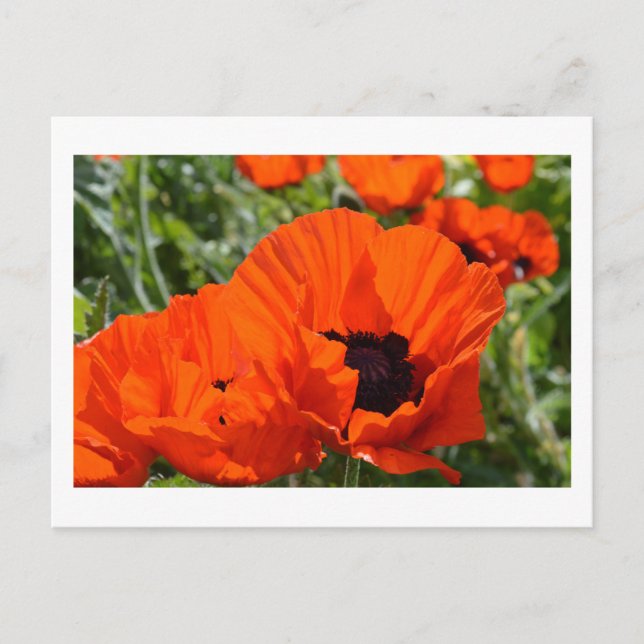Postal Amapolas Orientales (Anverso)
