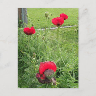 Postal Amapolas Rojas Vibrantes en Flor
