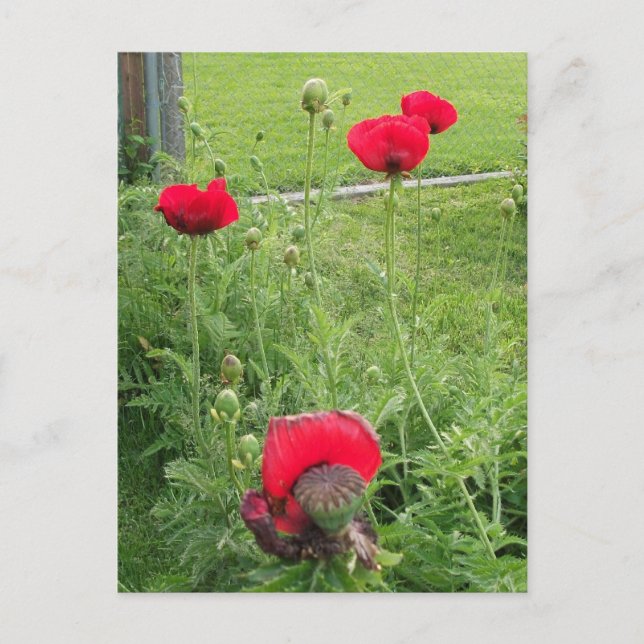 Postal Amapolas Rojas Vibrantes en Flor (Anverso)