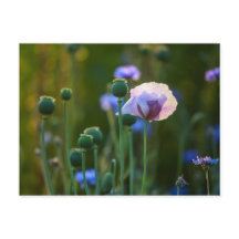 Amapolas violentas en césped verde