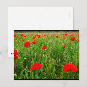 Postal Amapolas y flores silvestres