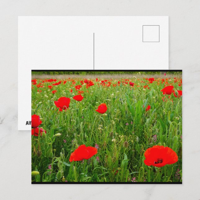 Postal Amapolas y flores silvestres (Anverso / Reverso)