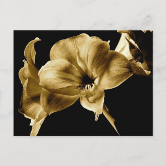 POSTAL AMARILÍES EN SEPIA CON ANTECEDENTES NEGROS