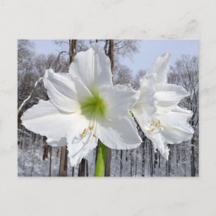 Postal Amarilis Blanca y Nieve II