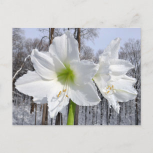 Postal Amarilis blanca y nieve II