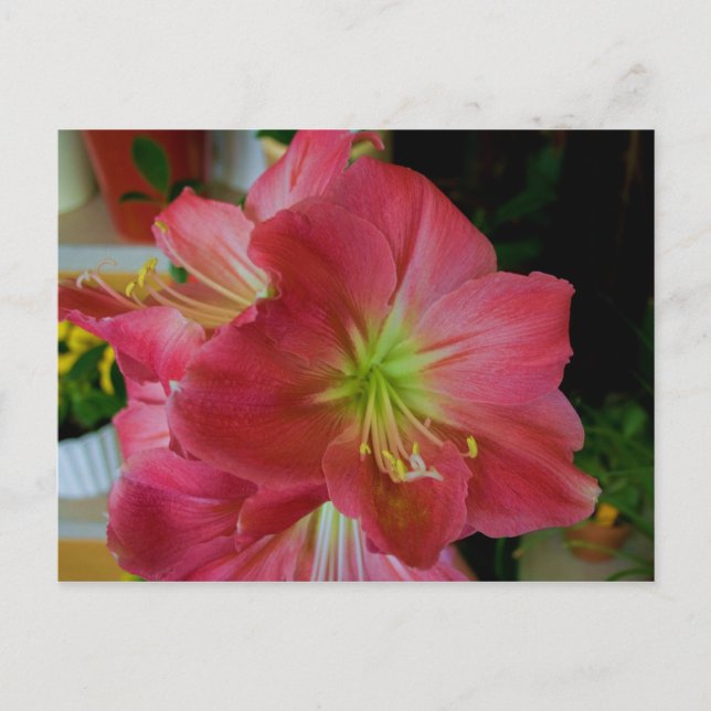 Postal amarilis rosa (Anverso)