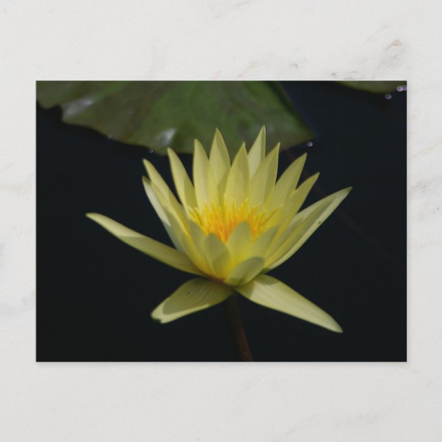Postal amarilla de Lotus (Anverso)