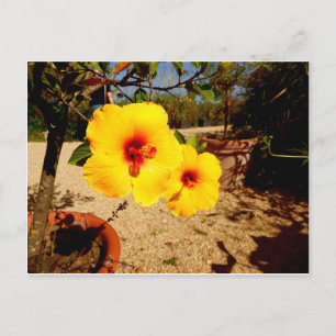 Postal amarilla Hibiscus