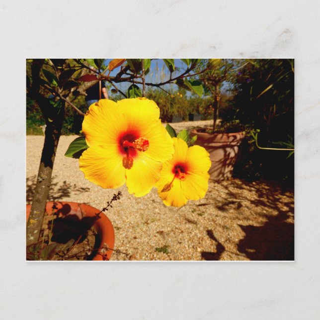 Postal amarilla Hibiscus (Anverso)
