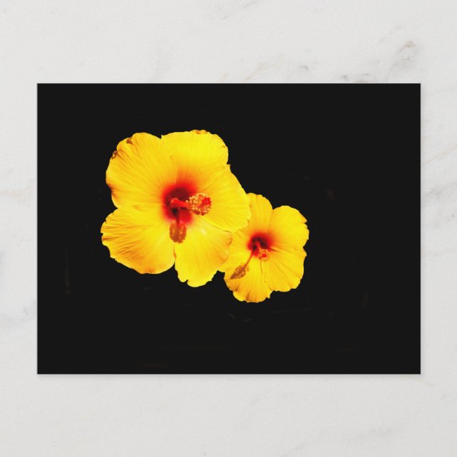 Postal amarilla Hibiscus (Anverso)