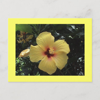 Postal amarilla Hibiscus