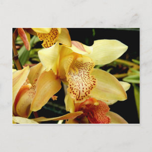 Postal amarilla pálida cimbidio Orquídea