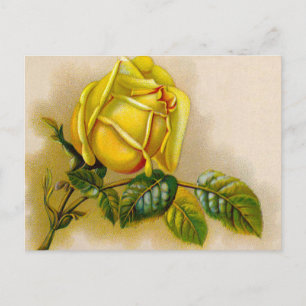 Postal Amarilla Rosa Antiguo Grabado Vintage Arte Fino