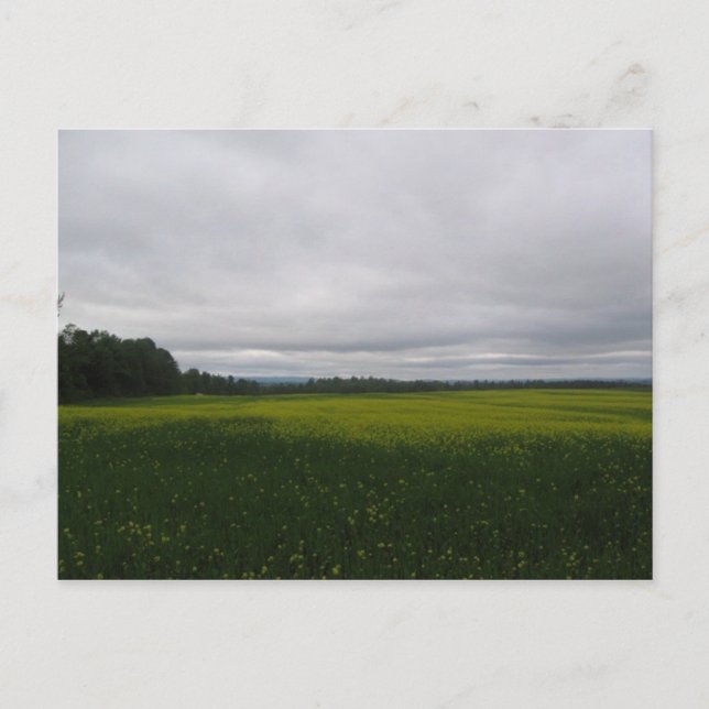 Postal amarillo (Anverso)