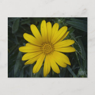 Postal amarillo brillante