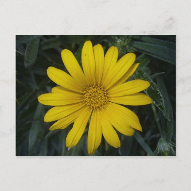 Postal amarillo brillante (Anverso)