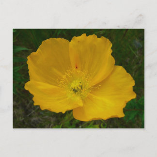 Postal Amarillo de la amapola Alaskan Flor silvestre Flor