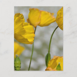 Postal Amarillo feliz