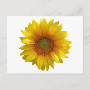 Postal Amarillo Floral Girasol Hola, Amor, Te Extraño