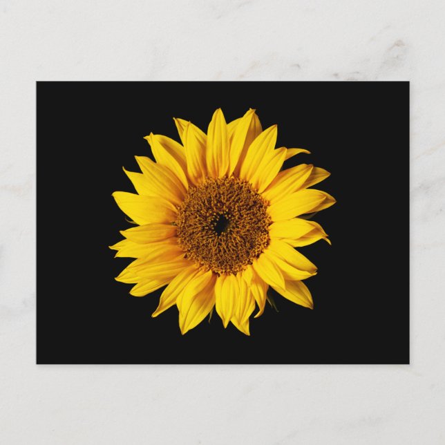 Postal Amarillo girasol en negro - Flores solares persona (Anverso)