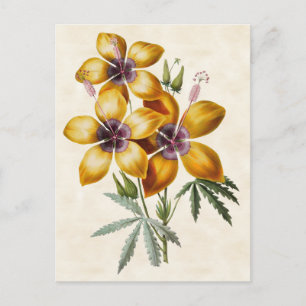 Postal Amarillo Hibiscus Vintage Botánico