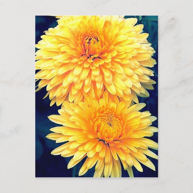Postal Amarillo Marigold (Anverso)