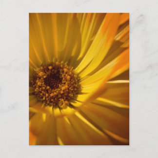 Postal Amarillo Marigold | Gelbe Ringelblume