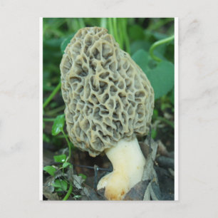Postal Amarillo Morel Mushroom