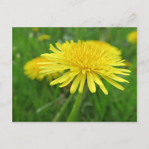 Postal amarillo, ranúnculo, planta, diente de león, prado