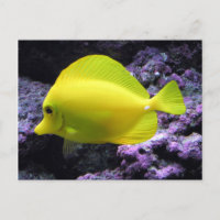Amarillo Tang Reef Fish