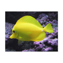 Amarillo Tang Reef Fish