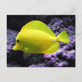 Postal Amarillo Tang Reef Fish