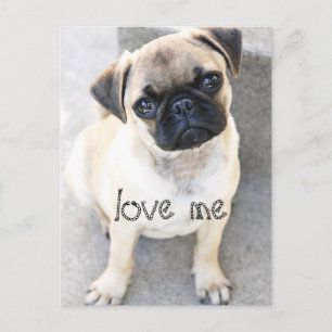 Postal amarme - adorables mops